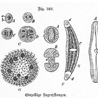 Imagens microscópicas de bactérias