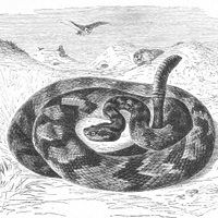 Un serpent enroulé