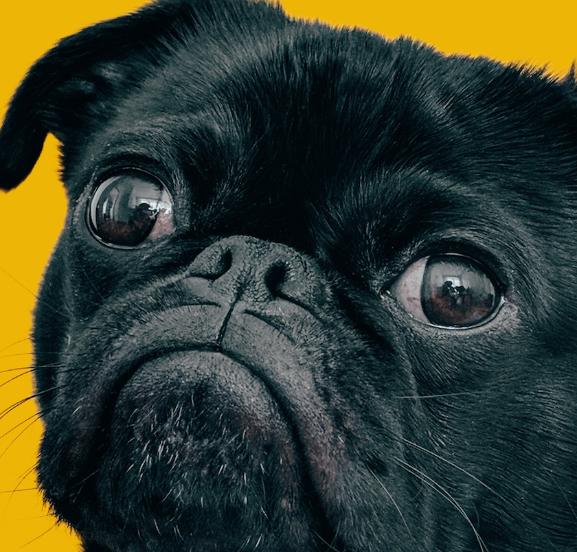 Close-up picture of a pug dog’s face.