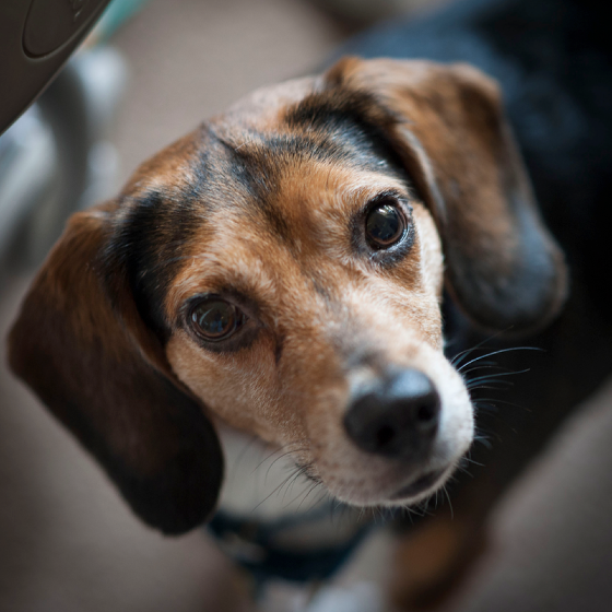 Photographie d’un chien appelé Bertie